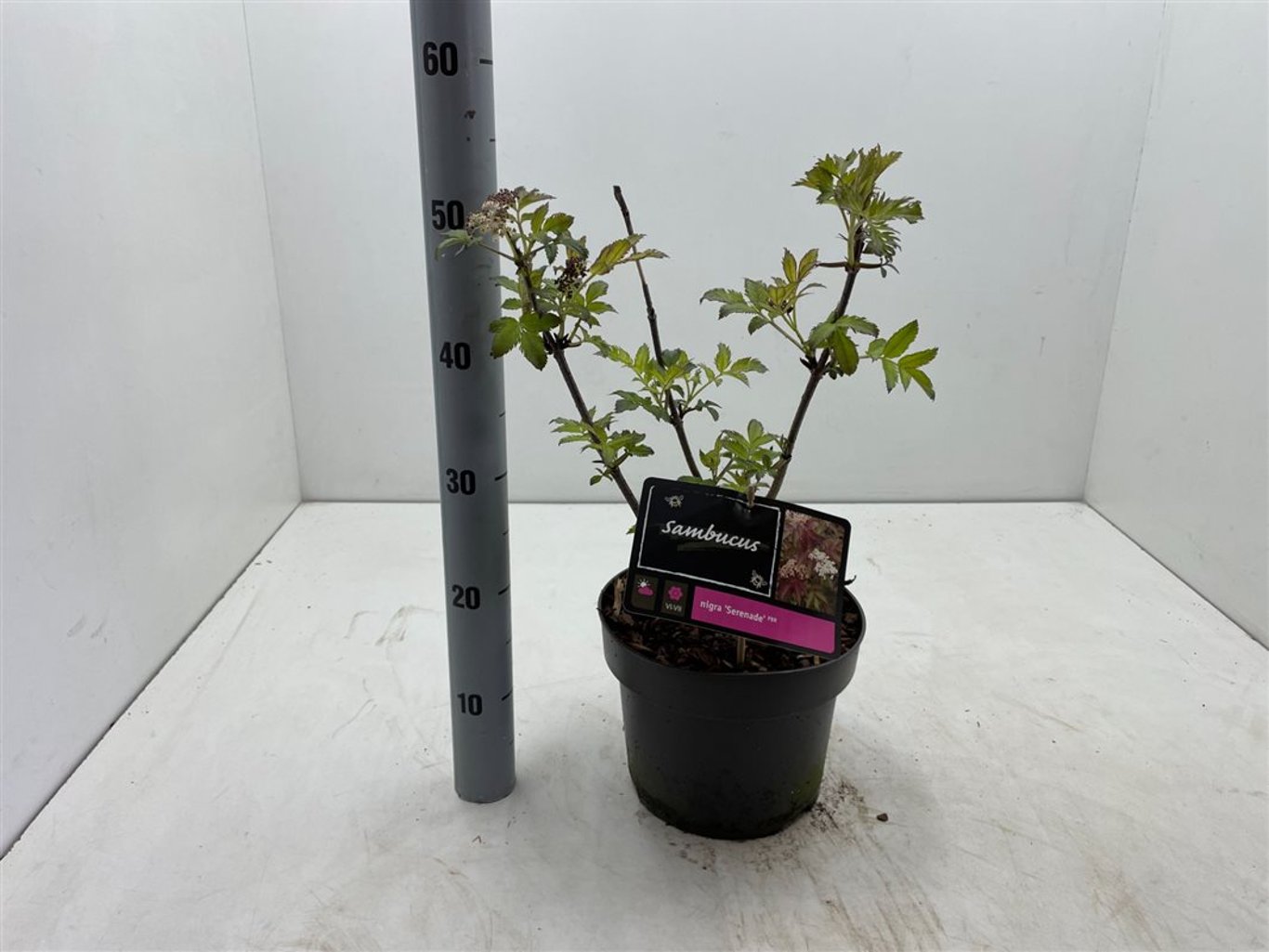 Sambucus nigra 'Serenade' - C5